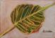 Leaf and Nail